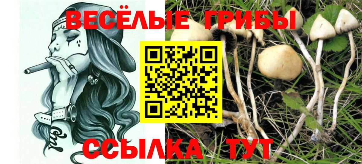 Галлюциногенные грибы Psilocybe  купить закладку  Миллерово  Вход с VPN 